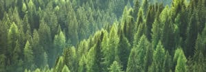 Forest from above
