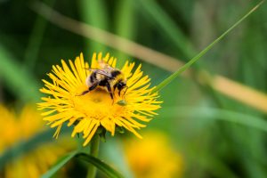 A bee pollinating a flower