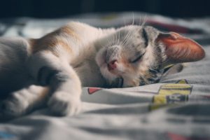 A white, gray, and tan cat sleeping on a bed