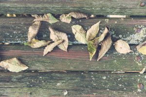 Mildew on a wooden deck