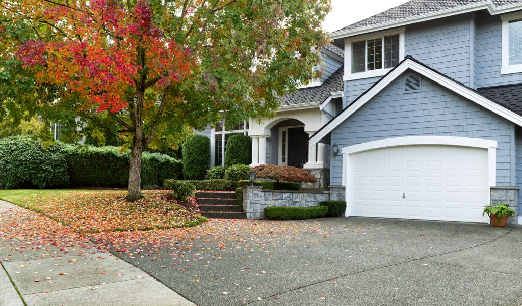 maple shade tree in the front yard of a suburban home.