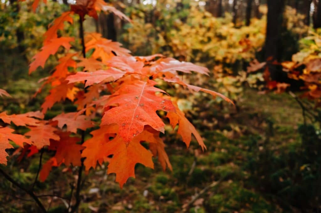 Northern Red Maple Tree Leaves