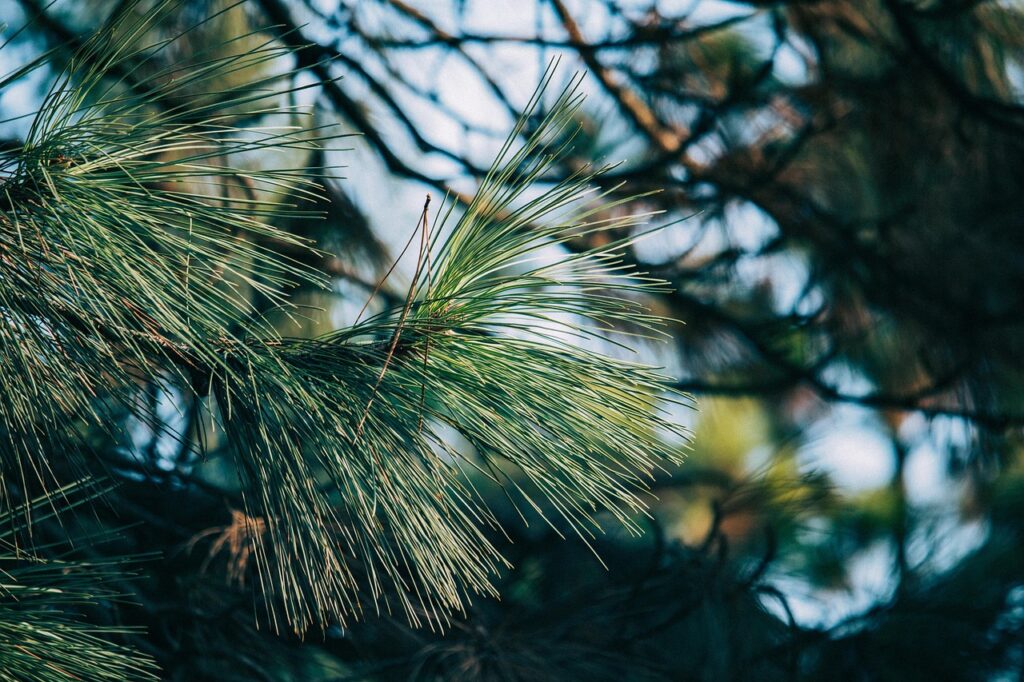 Easter White Pine Shade Tree Needles