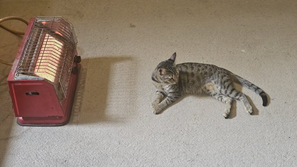 Cat laying on carpeted floor next to space heater to keep warm.